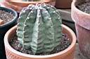 ECHINOPSIS DENUDATUM.JPG